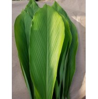 Fresh Turmeric Leaves (5 leaves)